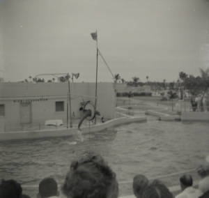 Dolphin show at the Miami Seaquarium