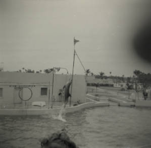 Dolphin show at the Miami Seaquarium