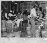 Migrant workers in bean canning factory, Dania Beach, Florida