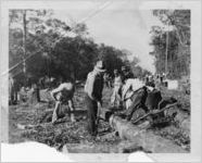 "No Easy Task" clearing brush for road, Florida, November 15, 1936