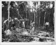 Clearing the Right of Way, Florida, August 15, 1936