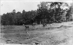 Grading a golf course, Tallahassee, Florida, September 11, 1936