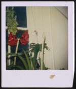 [Flowers by the window] [graphic].