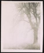 [Tree in mist or fog] [graphic].