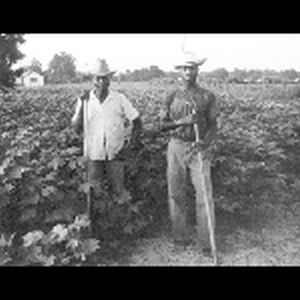 Locals chopping cotton; 1964